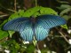 Butterflies of Thailand Screensaver 1.0.1