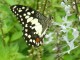 Butterflies Screensaver 2007 1.0.1
