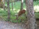 Cades Cove Scenes Screensaver 1.0
