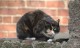 cat pictures screen saver 1.2 cat pictures screen saver 1.2