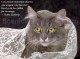 Cats and Quotes Screensaver 2.0