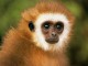 Cheerful Monkeys ScreenSaver 2.0