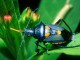 Colorful Beetles ScreenSaver 2.0