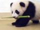 Cute Animal Babies screensaver 1.0