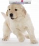 Cute Dog Screensaver! Dog 1.0