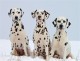Dalmatian Fire Dog Screensaver 1.0