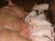 Dirty Fat Pigs Screensaver 1