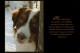 Dog Days 1.0 Dog Days 1.0
