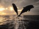 Dolphins Show Screensaver 1.0