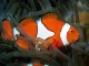DPSM - Tropical Fish ScreenSaver 1.71 DPSM - Tropical Fish ScreenSaver 1.71
