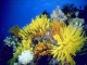 DPSM - Underwater Ocean ScreenSaver 1.41