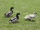Ducks of Appalachia Screensaver 1.0
