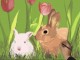Easter Bunnys by Drawing Hand 4.5