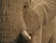 Elephant All-Stars Screensaver 1.0 Elephant All-Stars Screensaver 1.0