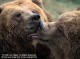 Fascinating Bears 1.3