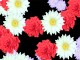 FD Blossoming Flowers Screensaver 1.3.53 FD Blossoming Flowers Screensaver 1.3.53