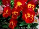 Floral Gardens Screensaver 4.50