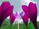 Flower Fantasy 2.0 Flower Fantasy 2.0