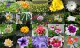Flowers Photo Screensaver 1.0