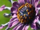 Flowers Screen Saver 1.0