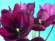 Flowers Screensaver 2006.7.14.