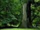 Forests of the World 1.00