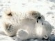 Free Animal Babies Screensaver 1.0