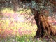Free Blooming Spring Screensaver 1.0