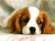 Free Cute Dog Screensaver 1.0