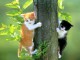 Free Fluffy Cat Screensaver 1.0