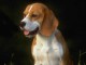 Free Friendly Dog Screensaver 1.0