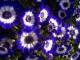 Free Gorgeous Flowers Screensaver 1.0