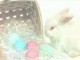 Free Happy Easter Screensaver 2.1