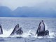 Free Humpback Whales Screensaver 1.0