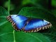 Free Living Butterfly Screensaver 1.0