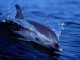 Free Living Dolphins Screensaver 1.0 Screenshot