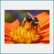 Free Macro Insects Screensaver 1.0
