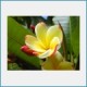 Free Macro Pictures of Flowers Screensaver 1.0