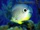 Free Marine Aquarium Screensaver 1.0