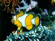 Free Marine Fish Screensaver 1.0