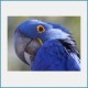 Free Random Birds Screensaver 1.0 Free Random Birds Screensaver 1.0