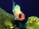 Free Saltwater Fish Screensaver 1.0