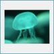 Free Sea Creatures Screensaver 1.0