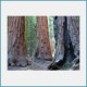 Free Sequoia National Park Screensaver 1.0