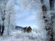 Free Snowy Winter Screensaver 1.0