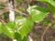 Free Spring Screensaver 1.0