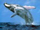 Free Whales Screensaver 1.0