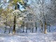Free Winter Wonderland Screensaver 1.0