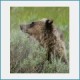 Free Yellowstone National Park Screensaver 1.0