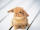 Funny Baby Animals Screensaver 1.0
